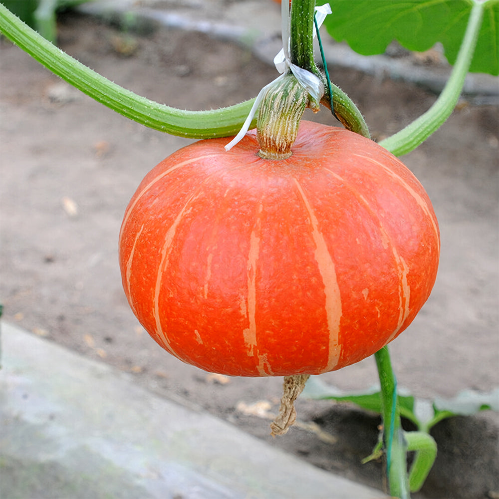 Red Babe Chestnut Pumpkin Seeds