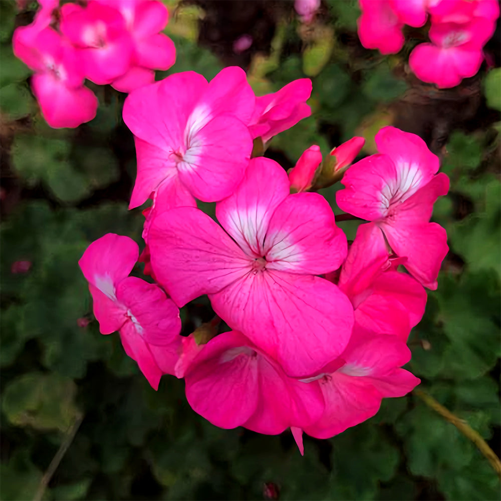 Geranium Seeds - Horizon Neon Rose Hybrid F1