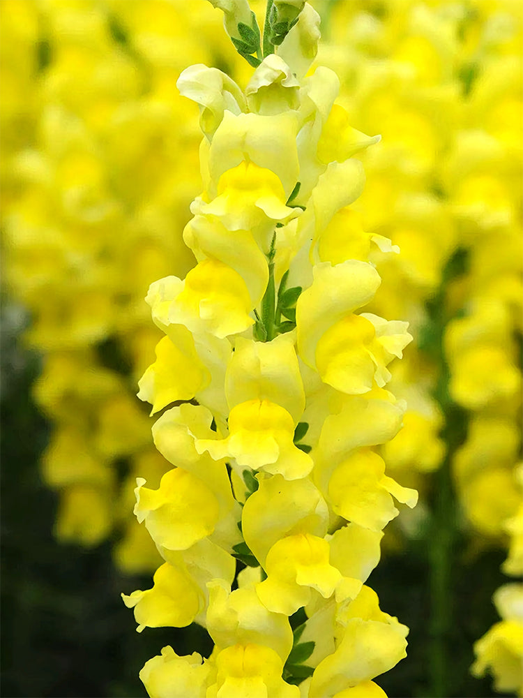 Tall Snapdragon, Yellow