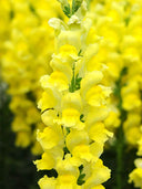 Tall Snapdragon, Yellow