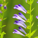 Barbed Skullcap Seeds