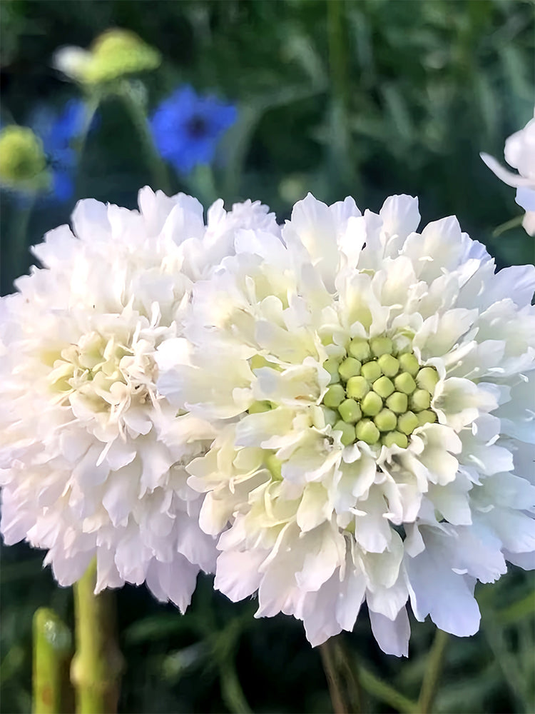 Scabiosa Atropurpurea, White