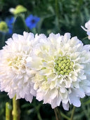 Scabiosa Atropurpurea, White