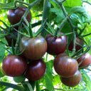 'Purple Pearl' Cherry Tomato Seeds