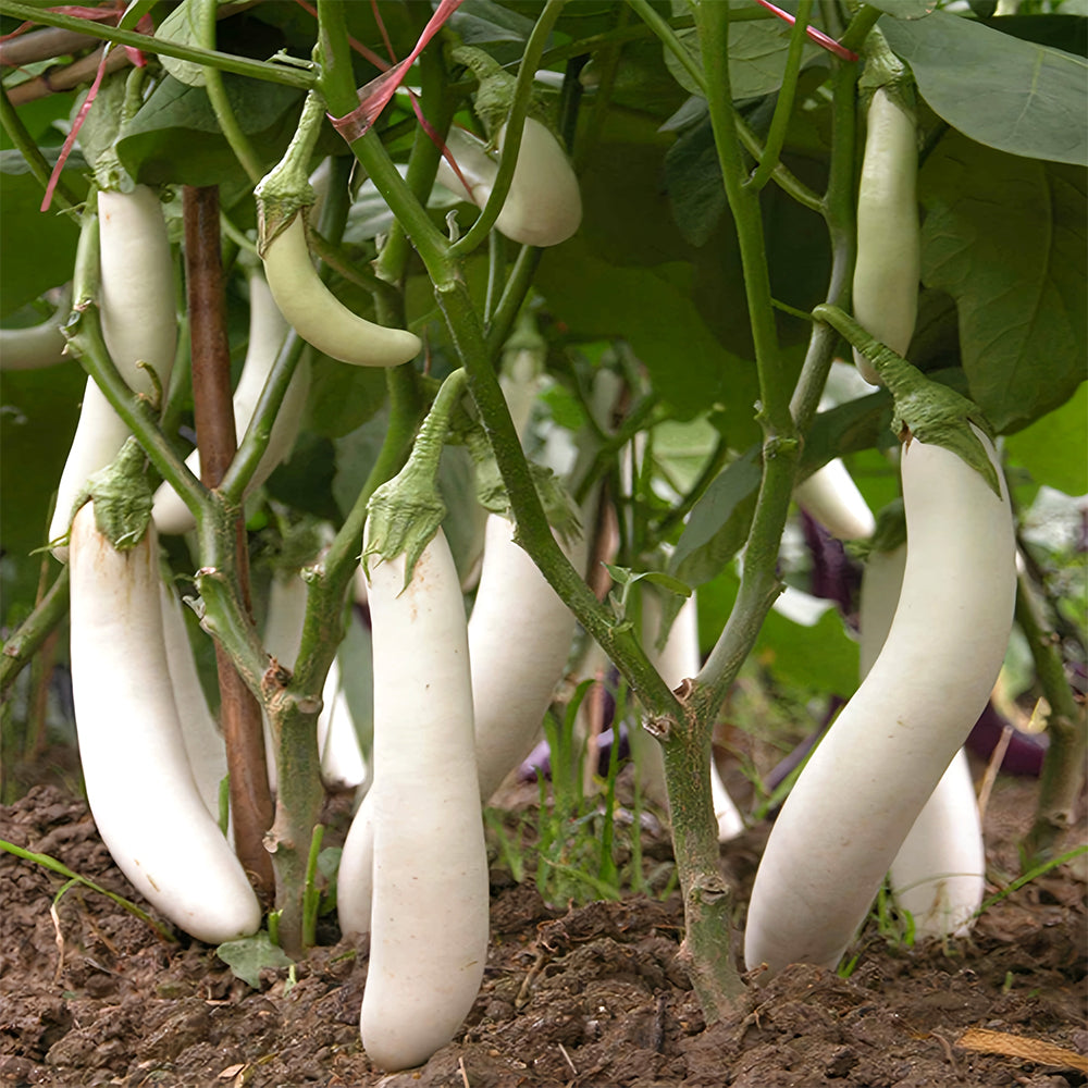 White Long Eggplant Seeds