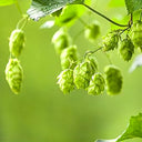 Hop Seeds, Pack of 10