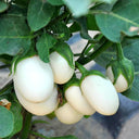 'White Baby' Round Eggplant Seeds