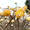 Oriental Paperbush, 100 Seeds