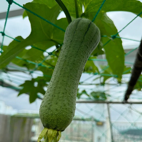 Chunyi Luffa, 20 Seeds