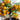 831 Micro Monetka Tomato, 5 Seeds