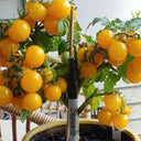 831 Micro Monetka Tomato, 5 Seeds