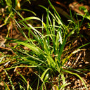 Kentucky Bluegrass Seeds, 50g