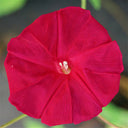 Red Queen Morning Glory, 3 Seeds