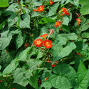 Hezhichun Cardinal Climber Seeds, 1g