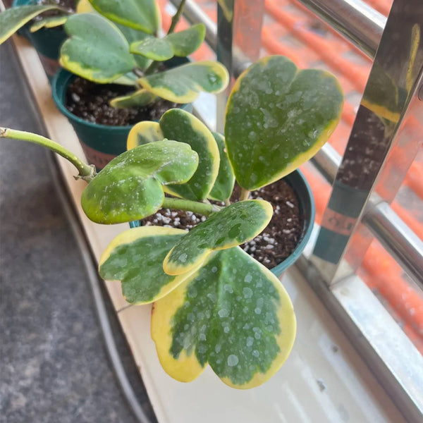 Hoya kerrii 'Albomarginata', 3 Cuttings