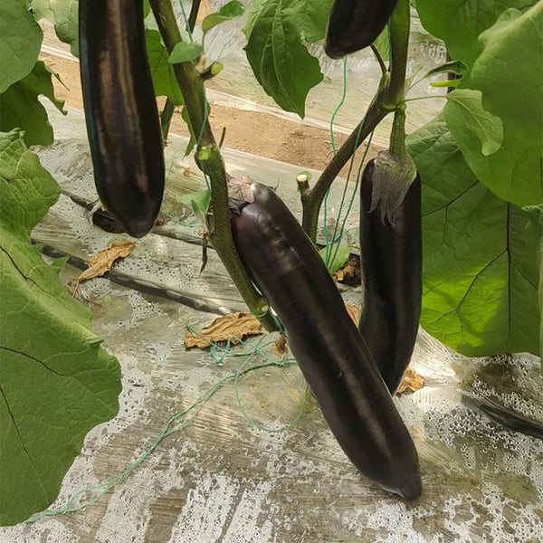 'Yuqie No.5' Eggplant Seeds, 8g