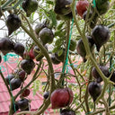 602 Sofia's Fiery Comet Tomato, 5 Seeds