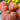 750 Dwarf Little Devil Tomato, 5 Seeds
