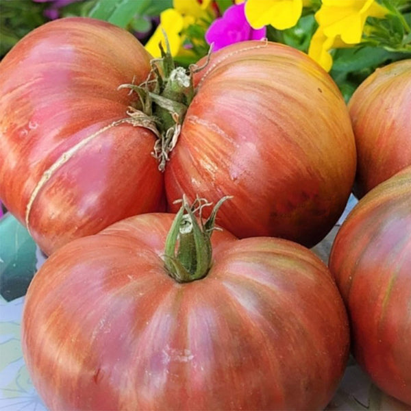 750 Dwarf Little Devil Tomato, 5 Seeds