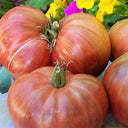 750 Dwarf Little Devil Tomato, 5 Seeds