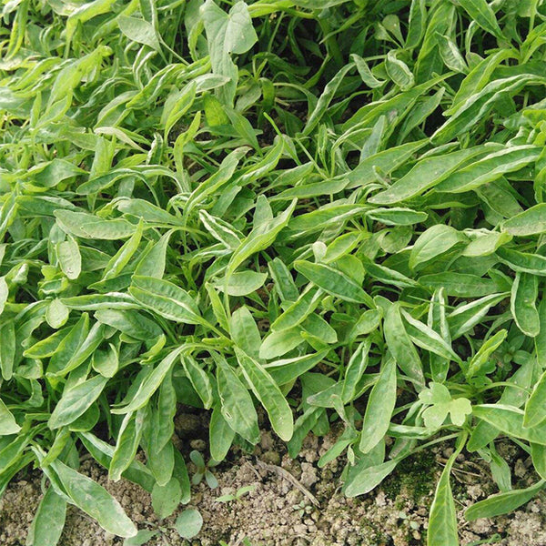 Willow-Leaf White Amaranth Seeds, 250g