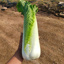 Taiyuan Erqing Chinese cabbage Seeds, 5 × 5g Bags
