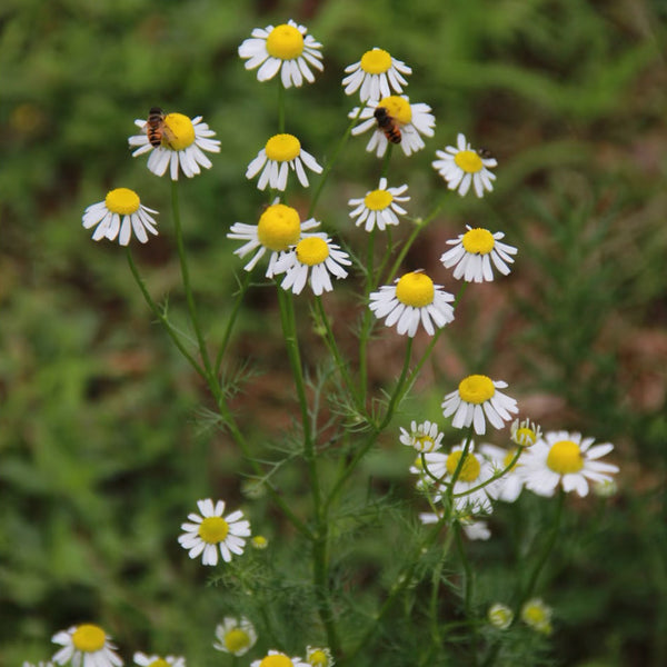 Oxeye Daisy Seeds, Pkt of 5000