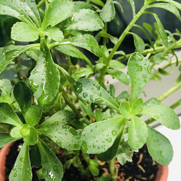 Heart-nourishing Vegetable, 500 Seeds