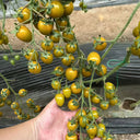 Qingguo Qingcheng F1 Tomato, 5 Seeds