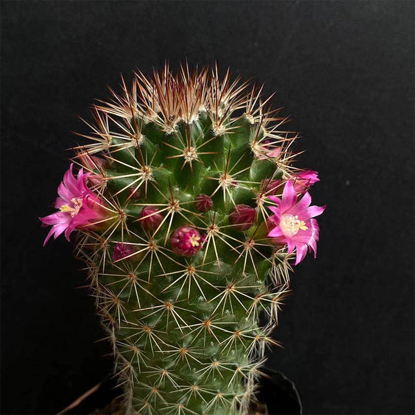 Mammillaria spinosissima, 4-5cm