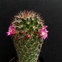 Mammillaria spinosissima, 4-5cm