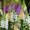 Hybrid Beardtongue Seeds, 200 Seeds