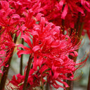 Rose Lycoris, 1 Bulb