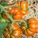 847 Turk's Potato Leaf Tomato, 5 Seeds