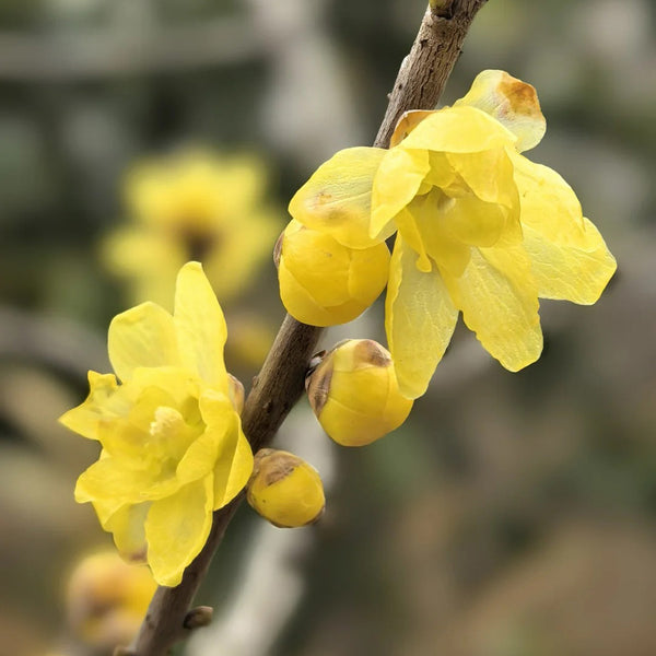 Large Flower Pure Yellow Wintersweet, 20 Seeds