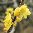 Large Flower Pure Yellow Wintersweet, 20 Seeds