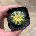 Astrophytum asterias Variegata, 3-4cm