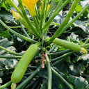 'Wansheng Chunqiubao' Zucchini Seeds, 10g