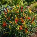 U2227 Finger Ornamental Pepper, 100 Seeds