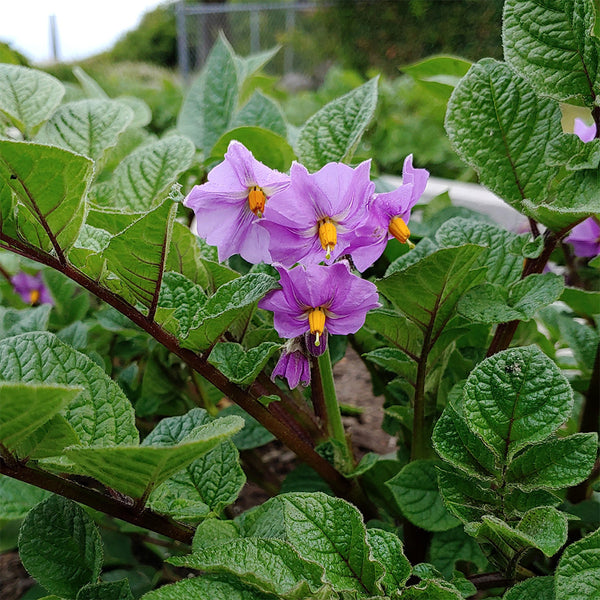 True Potato Seeds (TPS), Chiar Choque Pitu (Solanum curtilobum), 4 Seeds