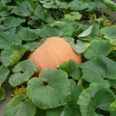 Extra Large Giant Pumpkin, 10 Seeds