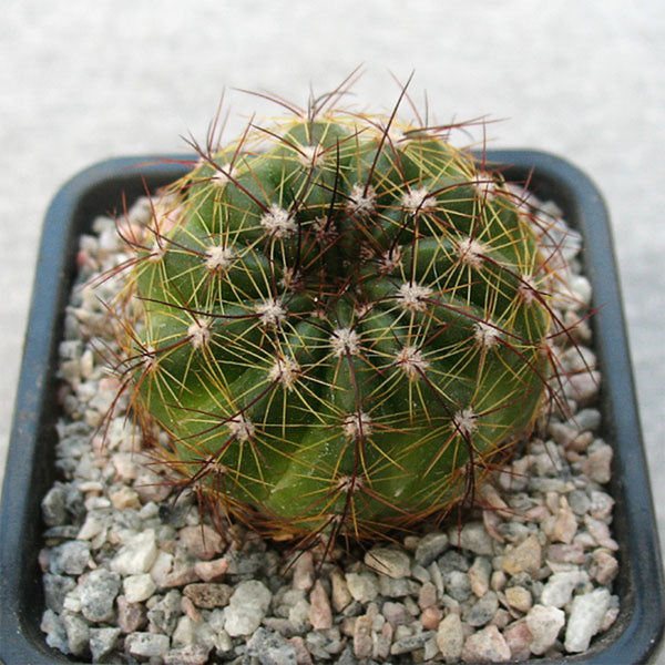 Parodia ottonis, 3-4cm