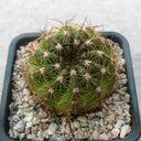 Parodia ottonis, 3-4cm