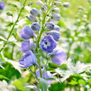 Large-flowered Delphinium Seeds, 200 Seeds