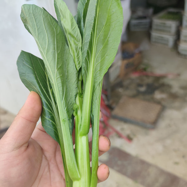 Meiqi No.2 Sweet Choy Sum Seeds, 10g