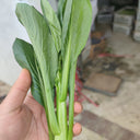 Meiqi No.2 Sweet Choy Sum Seeds, 10g