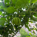 Dragon's Breath Pepper, 10 Seeds