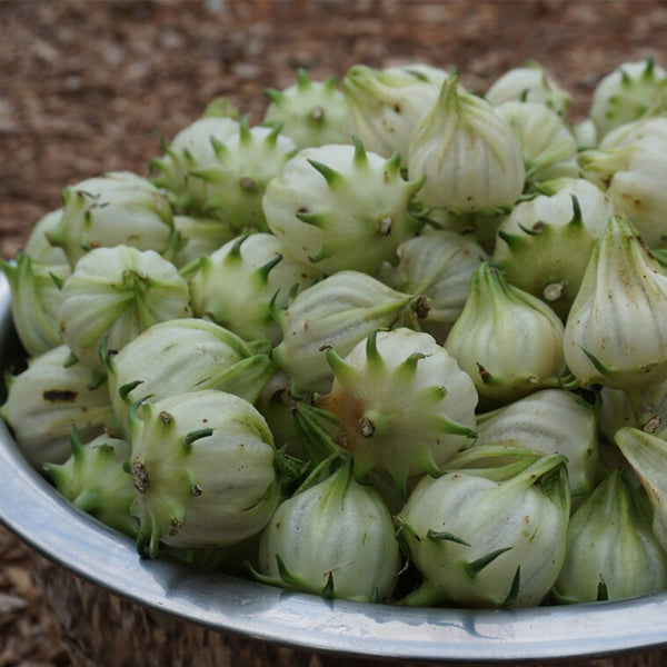 White Roselle Seeds (Hibiscus sabdariffa), Pack of 20