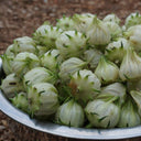 White Roselle Seeds (Hibiscus sabdariffa), Pack of 20