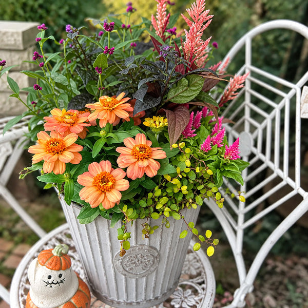 W1339 Profusion Double Deep Salmon Zinnia, 5 Seeds